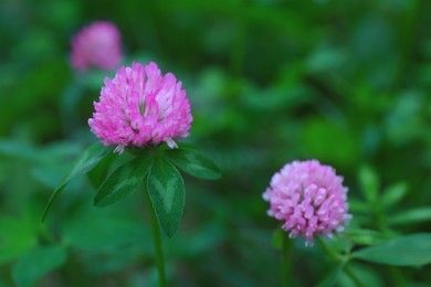 Photo of Beautiful violet clover flowers on blurred background, closeup