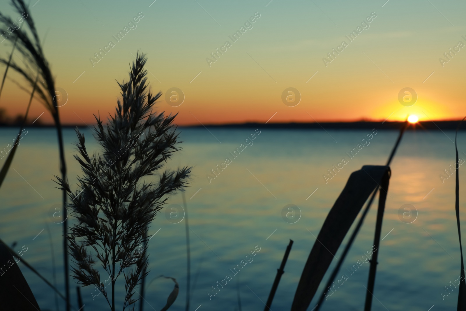 Photo of Beautiful reed near river at sunset, closeup