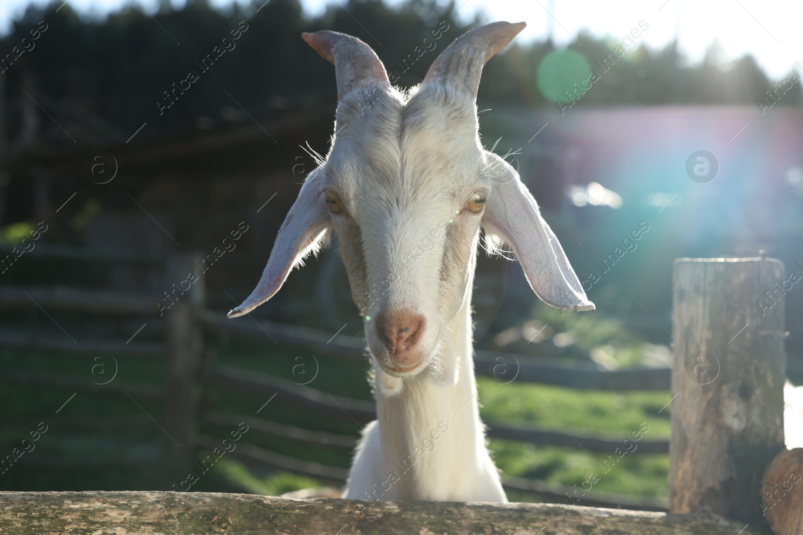 Photo of Cute goat inside of paddock at farm