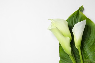 Photo of Beautiful calla lily flowers and leaf on white background, top view. Space for text