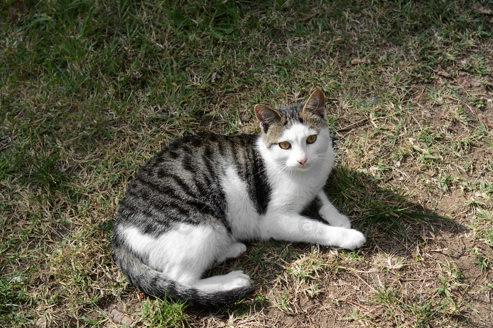 Photo of Lonely stray cat lying on grass outdoors. Homeless pet