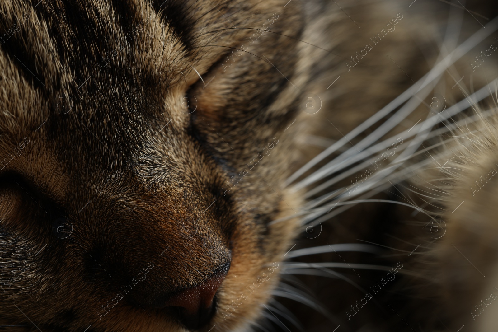 Photo of Macro photo of beautiful cat. Cute pet