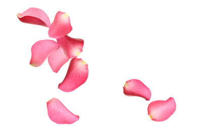 Flying fresh pink rose petals on white background