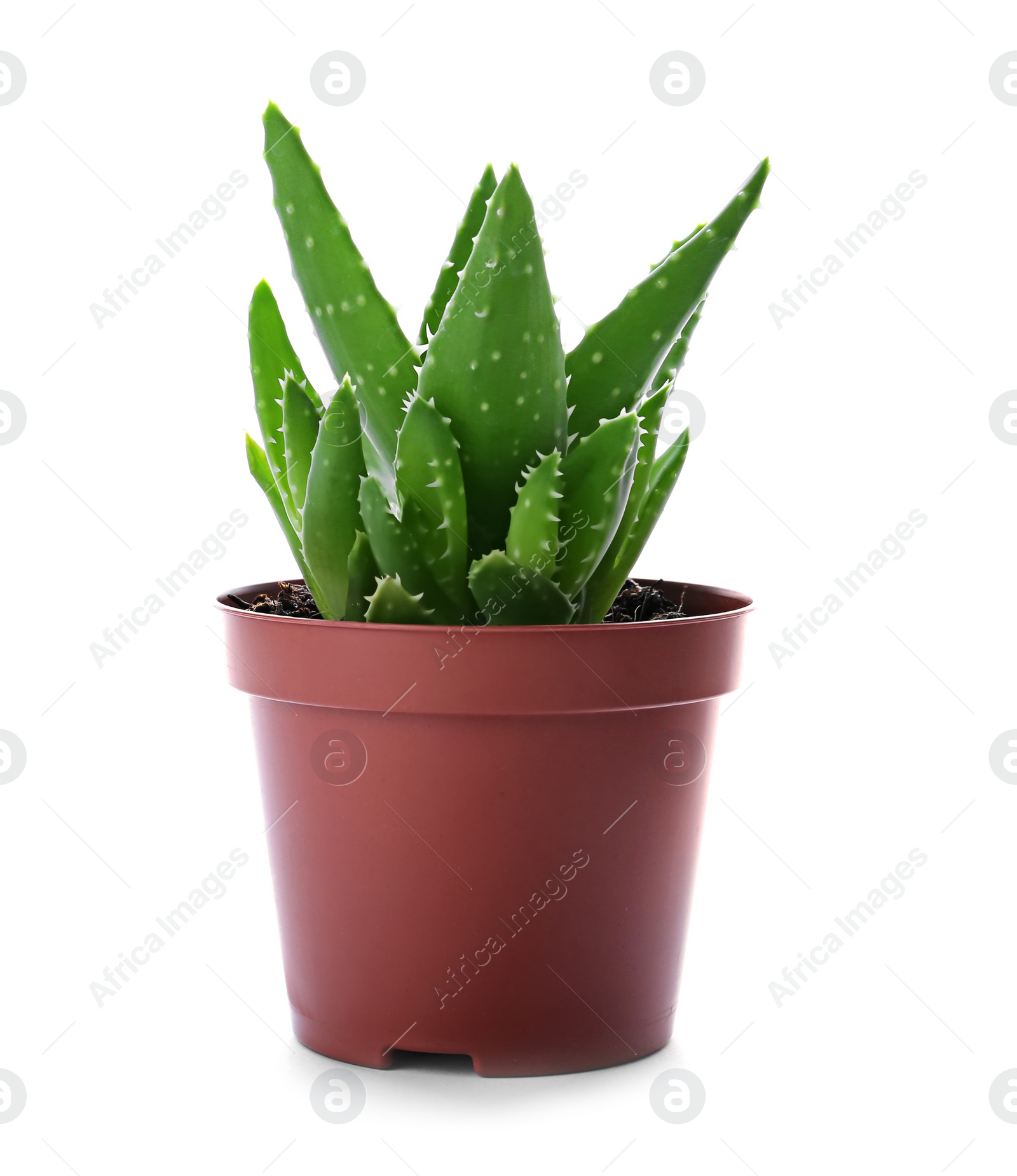 Photo of Flowerpot with aloe vera on white background