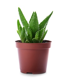 Flowerpot with aloe vera on white background