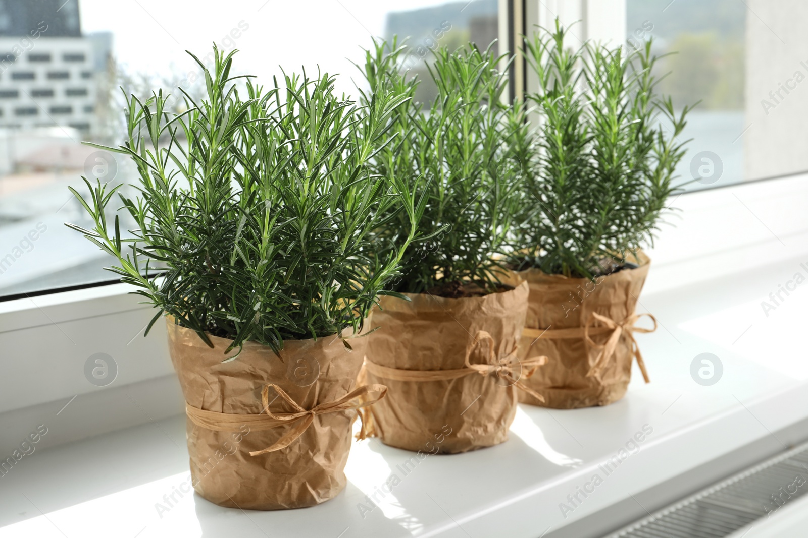 Photo of Aromatic green rosemary in pots on windowsill