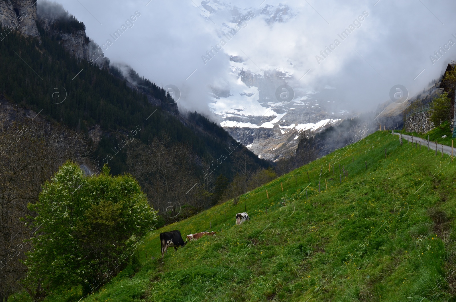 Photo of Beautiful view of mountains covered with fog and cows grazing on meadow