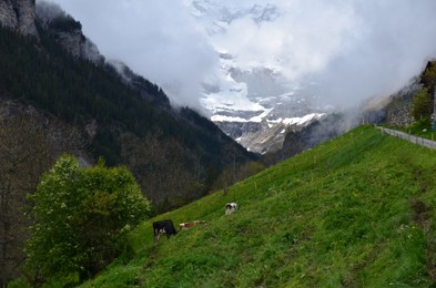 Photo of Beautiful view of mountains covered with fog and cows grazing on meadow