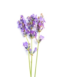 Photo of Beautiful blooming lavender flowers on white background