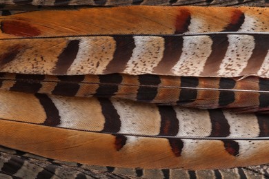 Photo of Many beautiful bird feathers as background, top view