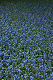 Many beautiful muscari flowers as background. Spring season