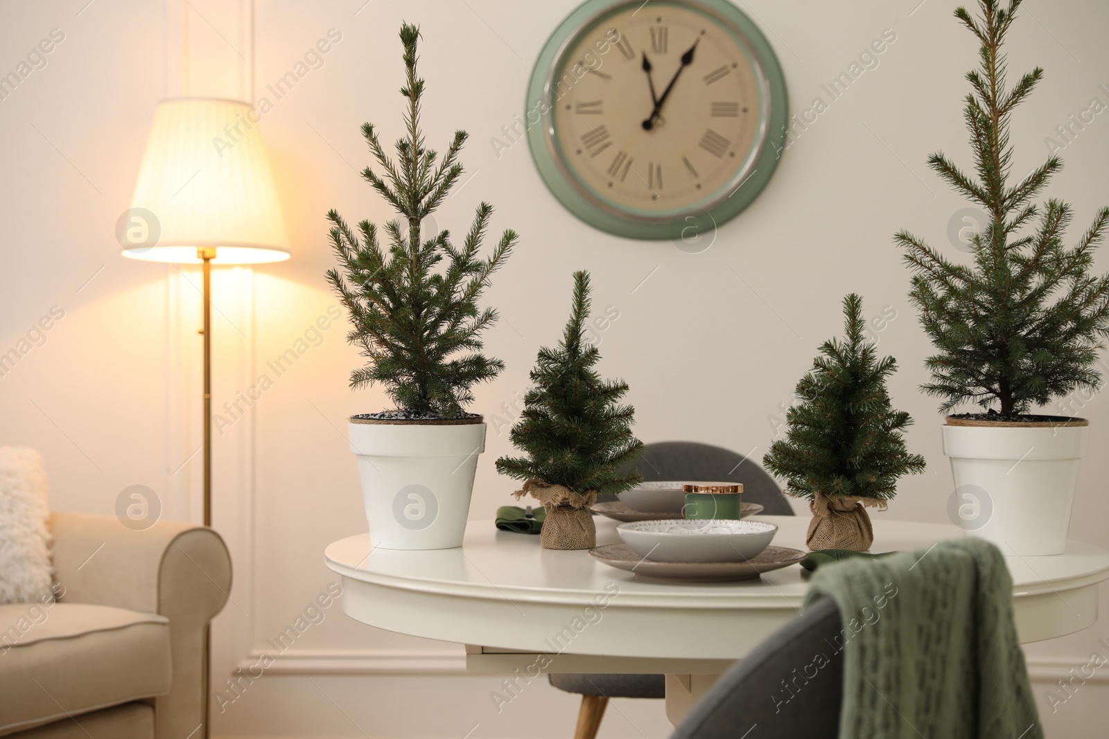 Photo of Small fir trees on dining table indoors. Christmas interior design