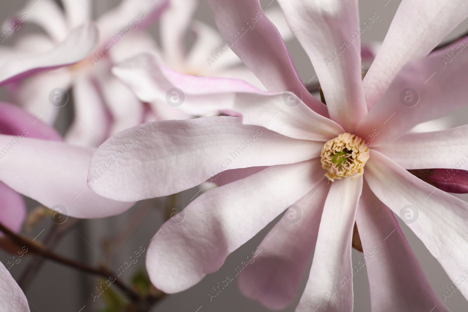 Photo of Beautiful magnolia flowers on grey background, closeup
