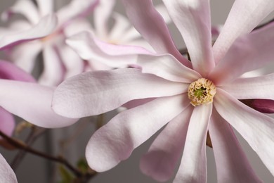 Beautiful magnolia flowers on grey background, closeup