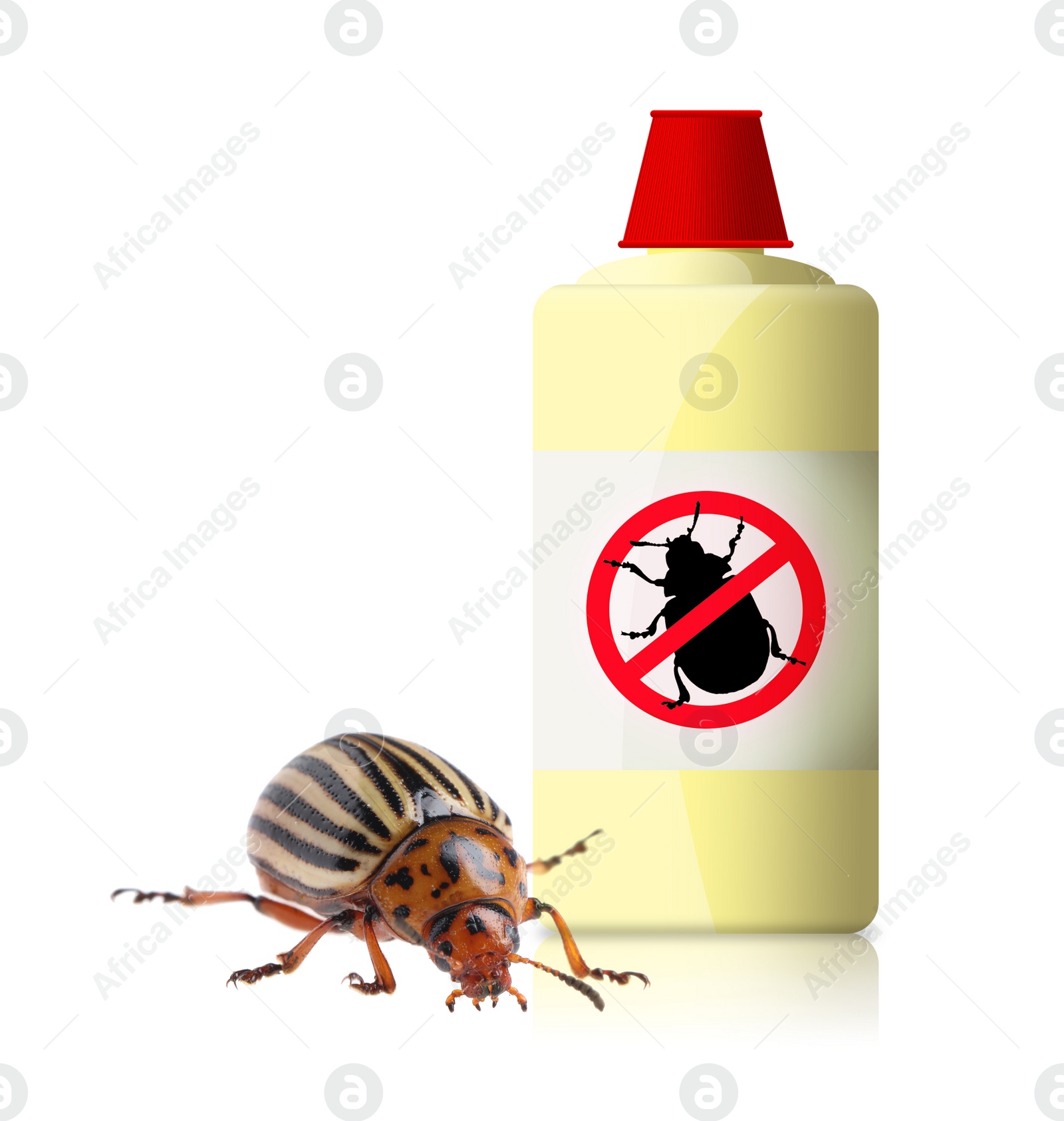 Image of Insecticide and Colorado potato beetle on white background