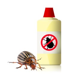 Image of Insecticide and Colorado potato beetle on white background