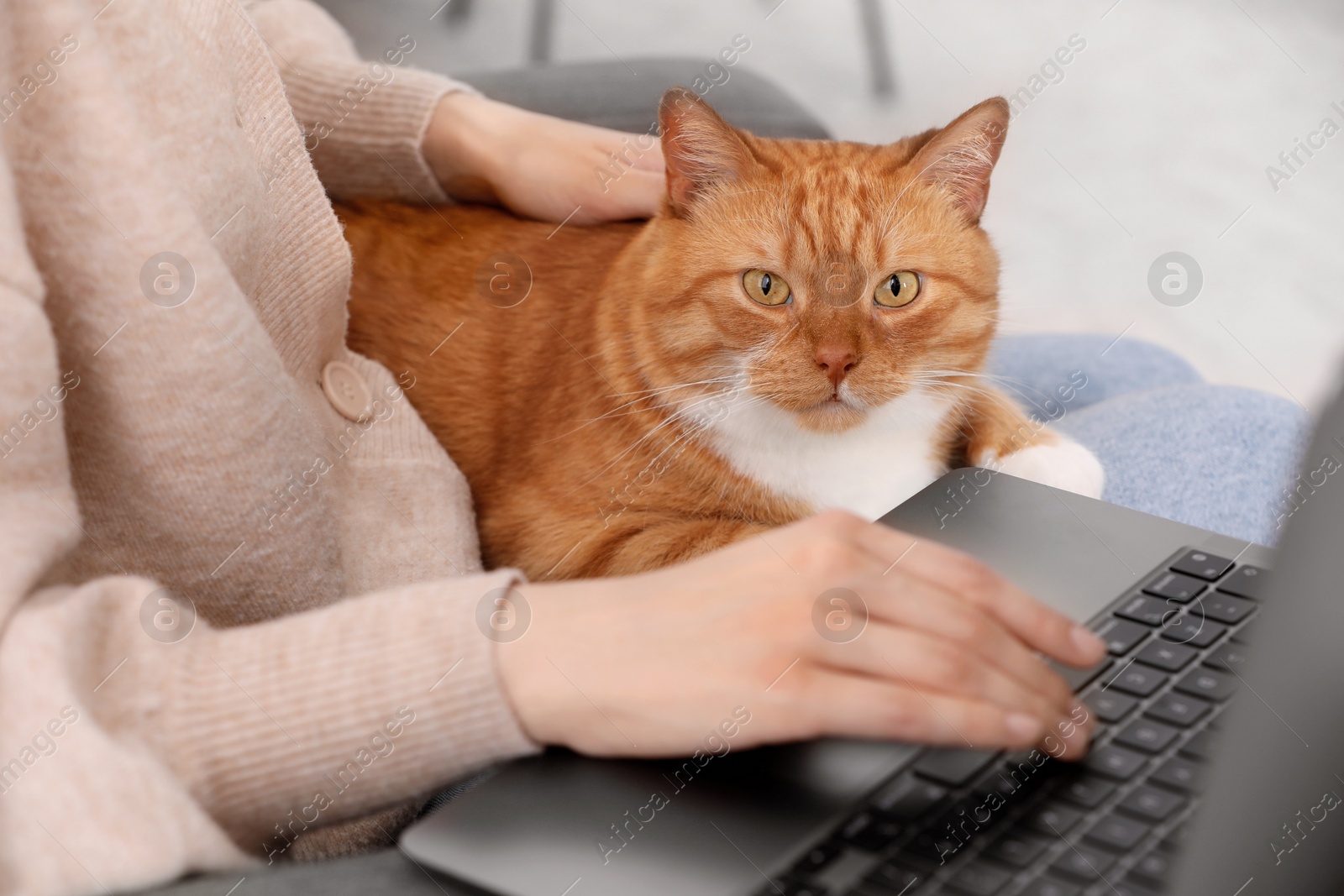 Photo of Woman with cat working at home, closeup