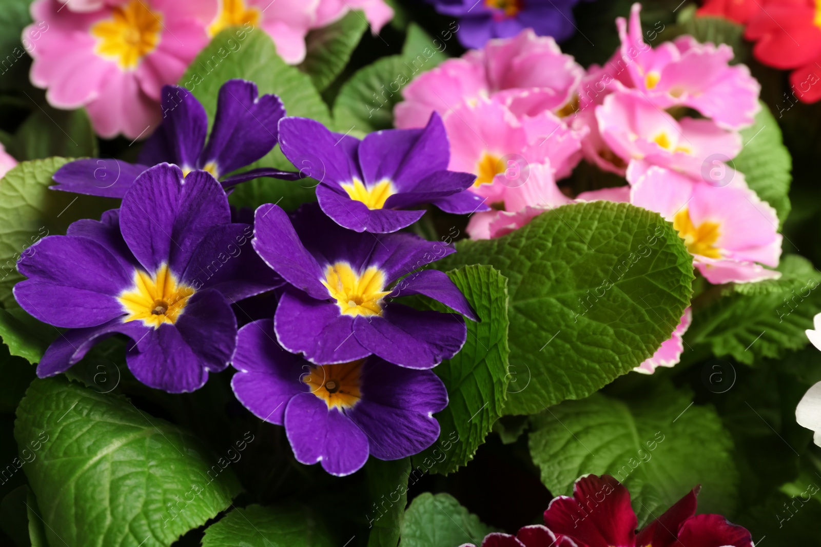 Photo of Beautiful primula (primrose) plant with purple flowers, closeup. Spring blossom