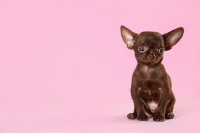 Cute small Chihuahua dog on pink background. Space for text