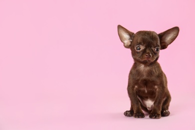 Photo of Cute small Chihuahua dog on pink background. Space for text