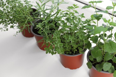 Photo of Different fresh potted herbs on windowsill indoors, closeup