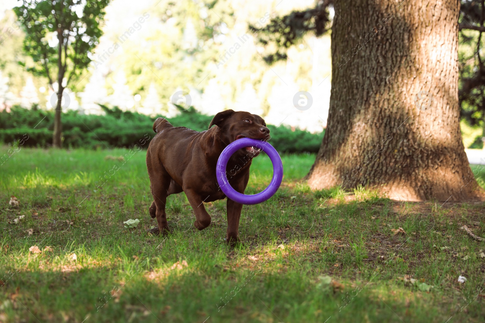 Photo of Funny Chocolate Labrador Retriever with toy in green summer park