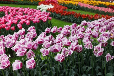 Many beautiful tulip flowers in park. Spring season