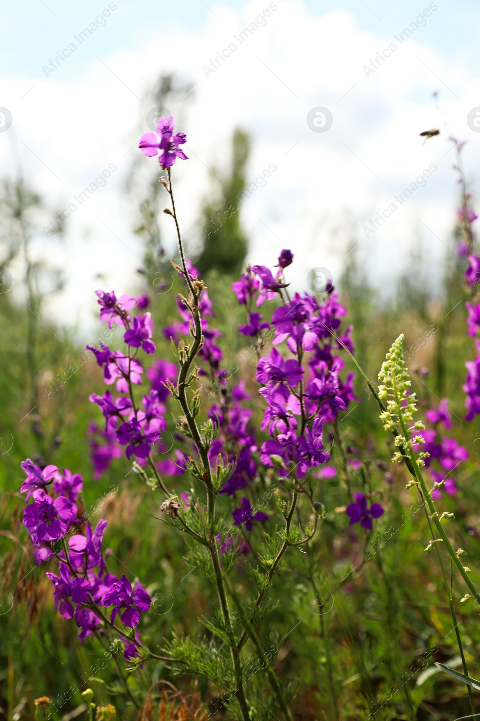 Photo of Closeup view of beautiful meadow with blooming purple flowers