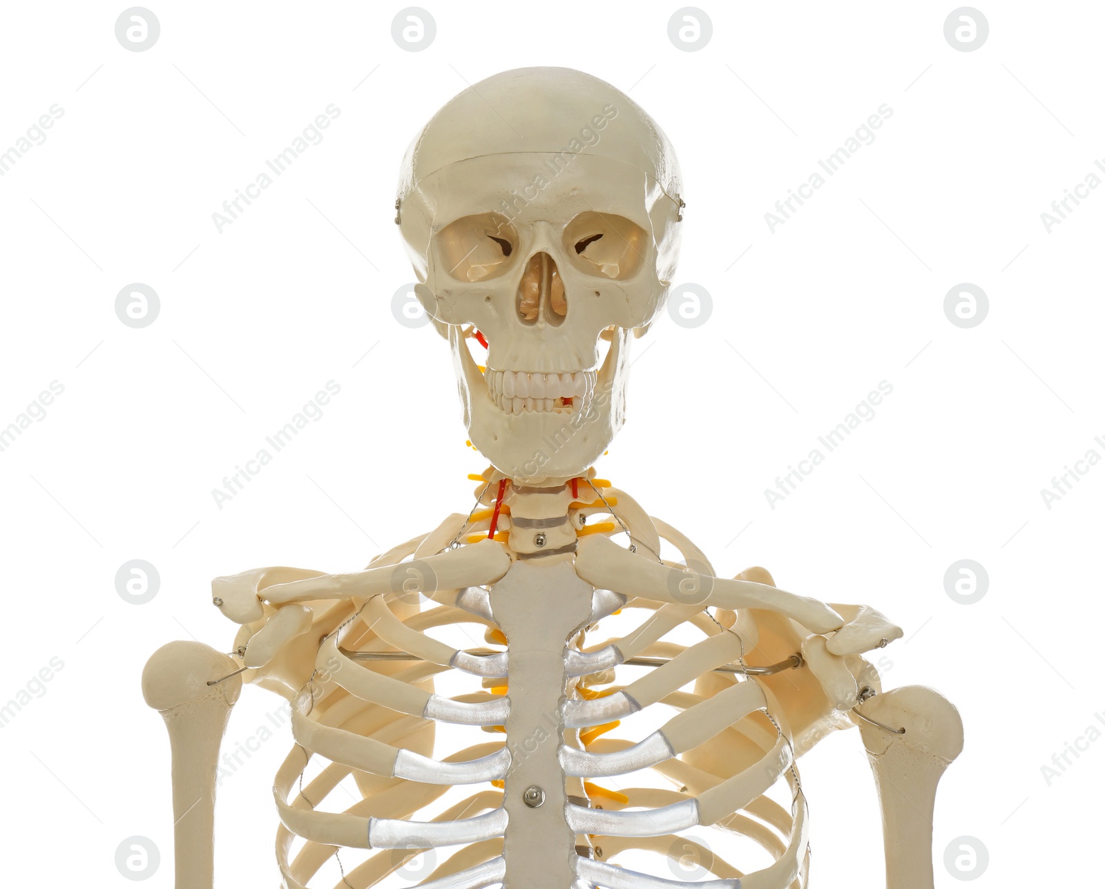 Photo of Artificial human skeleton model isolated on white