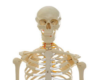 Artificial human skeleton model isolated on white