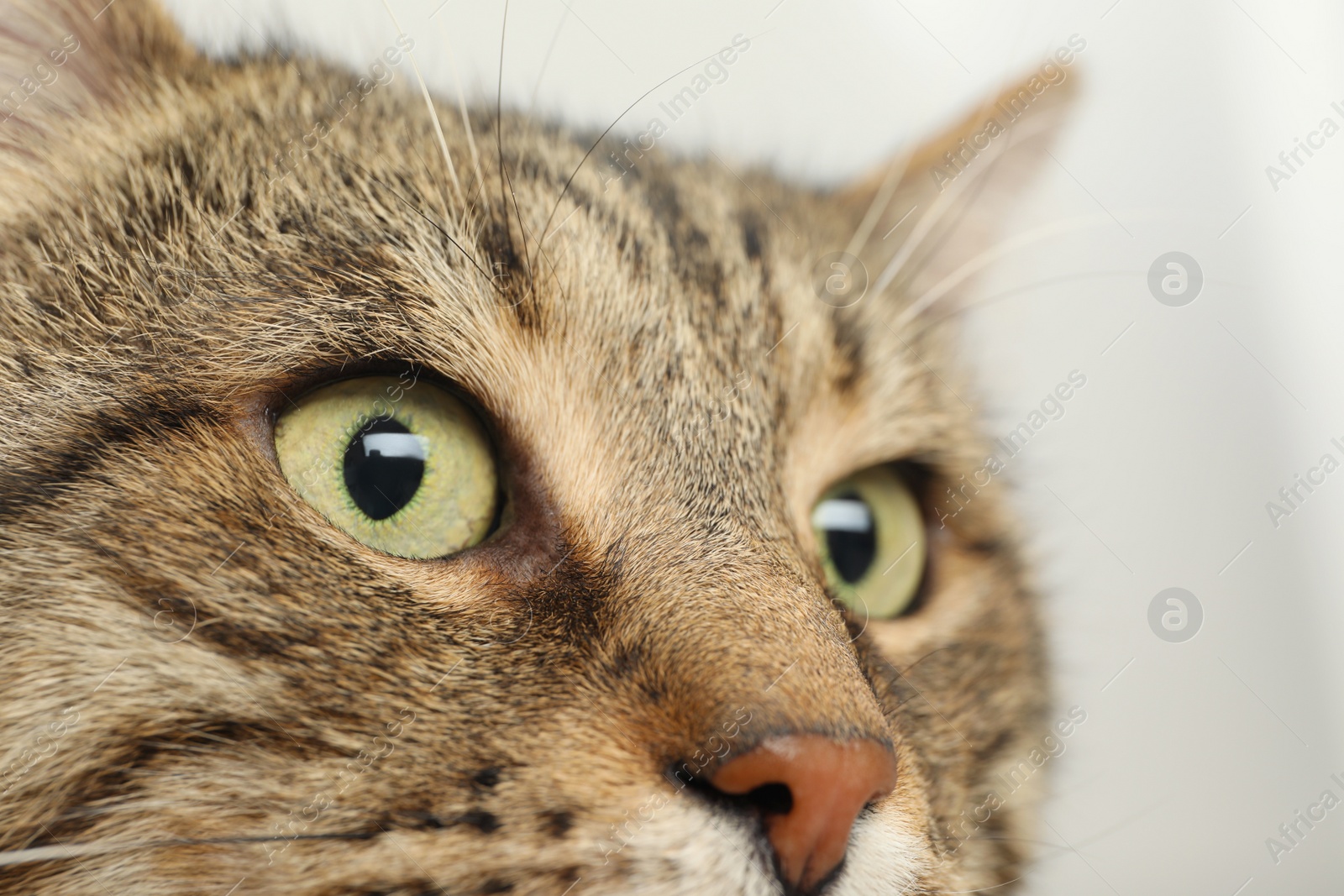 Photo of Closeup view of tabby cat with beautiful eyes on light background