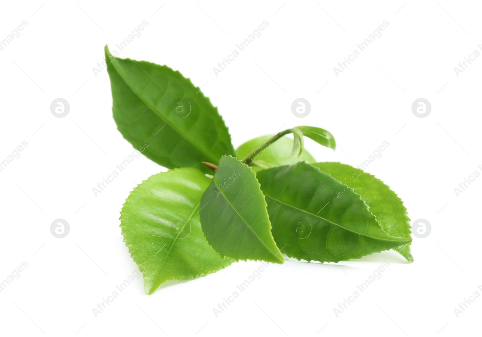 Photo of Green leaves of tea plant isolated on white