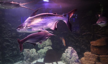 Photo of Gaff topsail catfish swimming in clear aquarium
