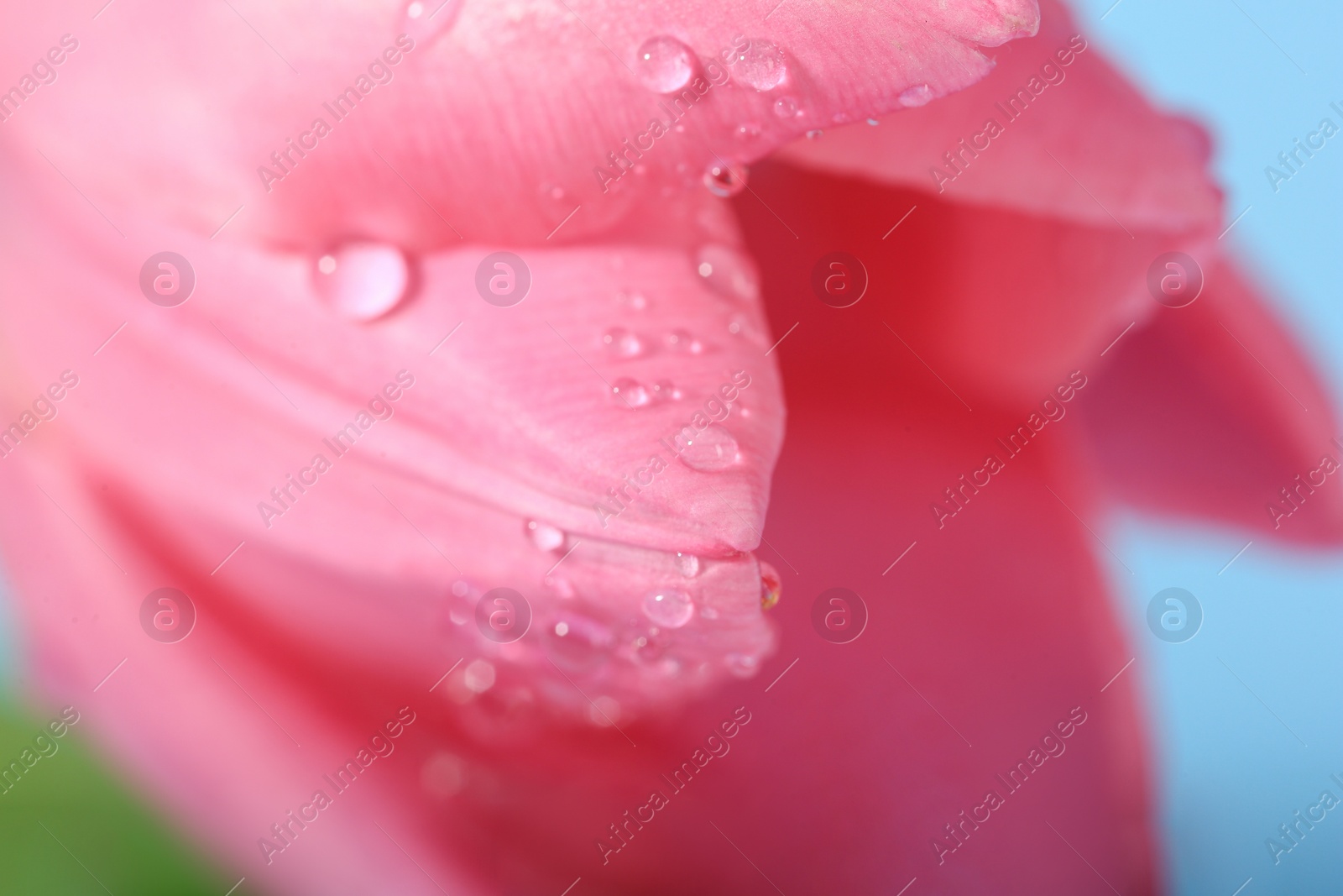 Photo of Beautiful flower with water drops on light blue background, macro view