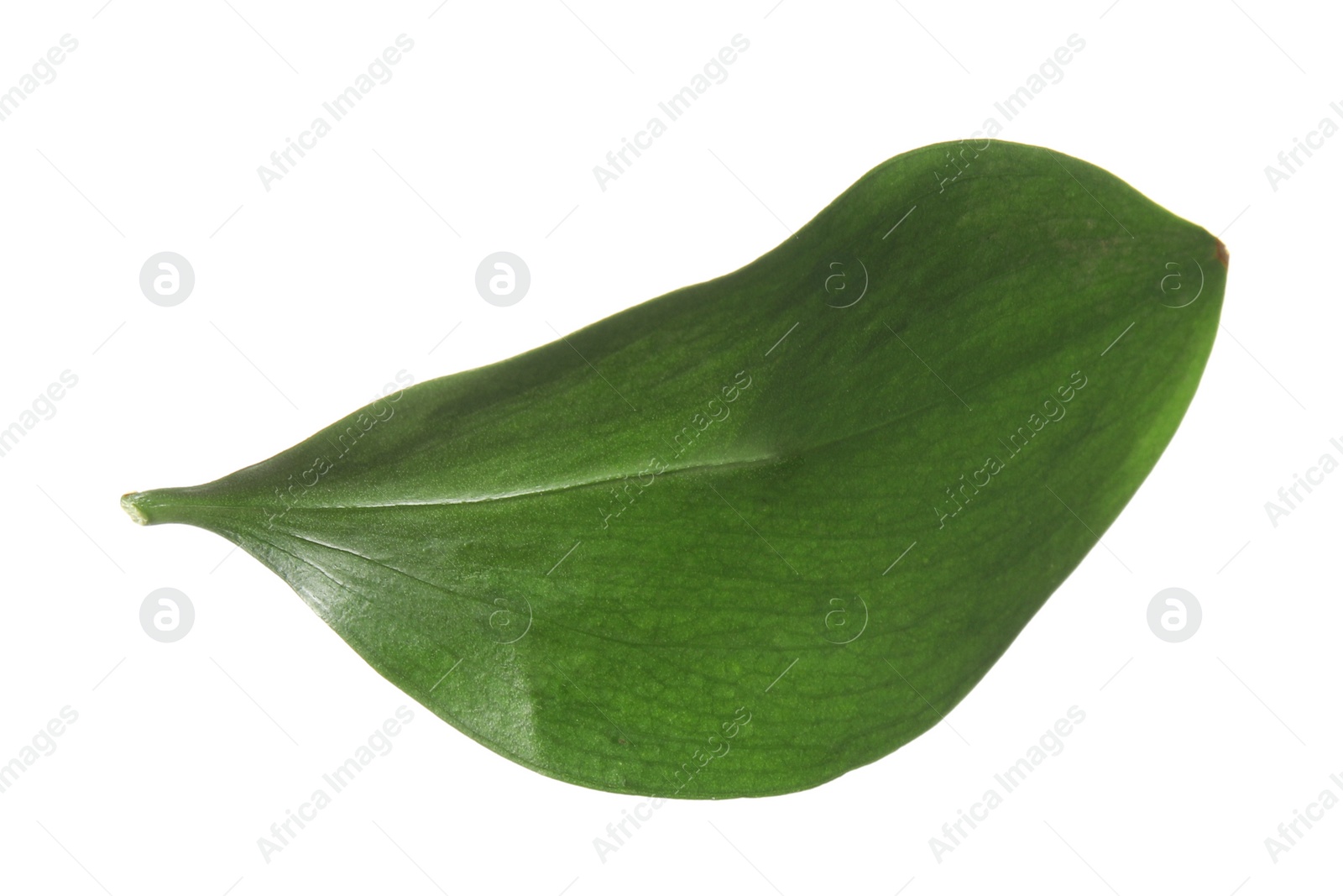 Photo of Fresh green Ruscus leaf on white background