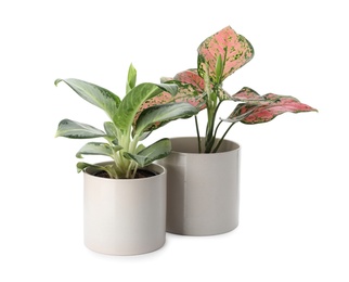 Photo of Beautiful Aglaonema plants in flowerpots isolated on white. House decor