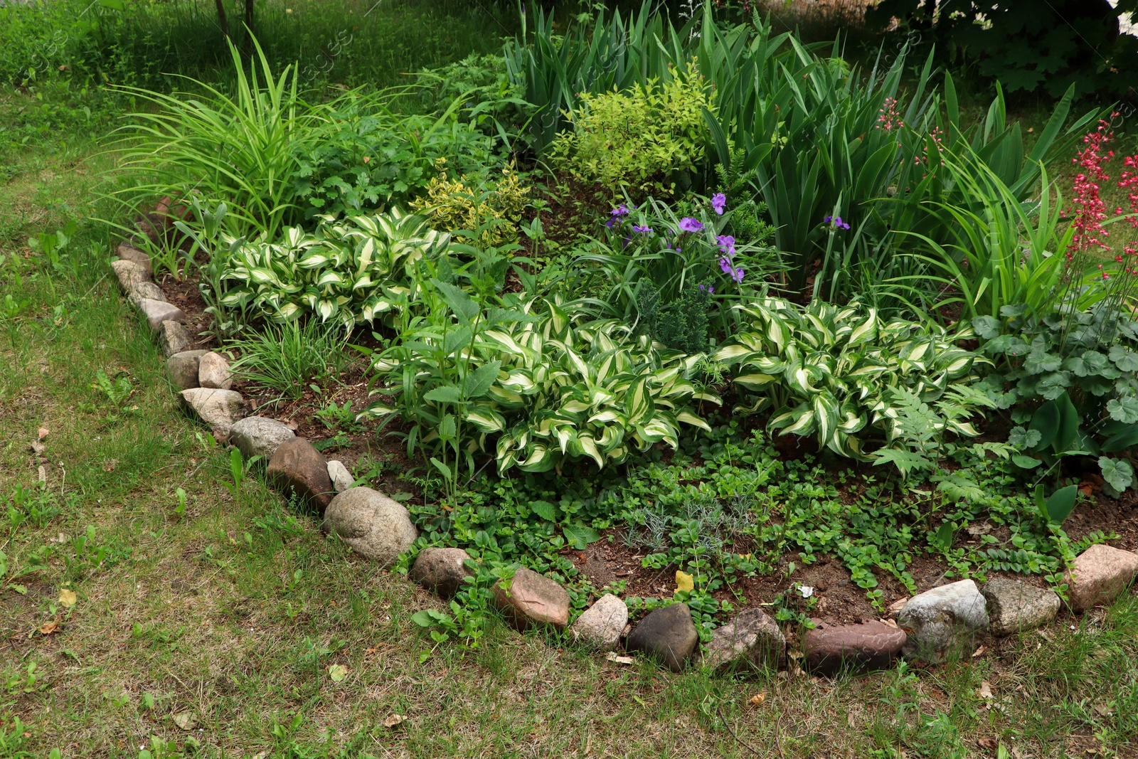 Photo of Beautiful flowerbed with different plants outdoors. Gardening and landscaping