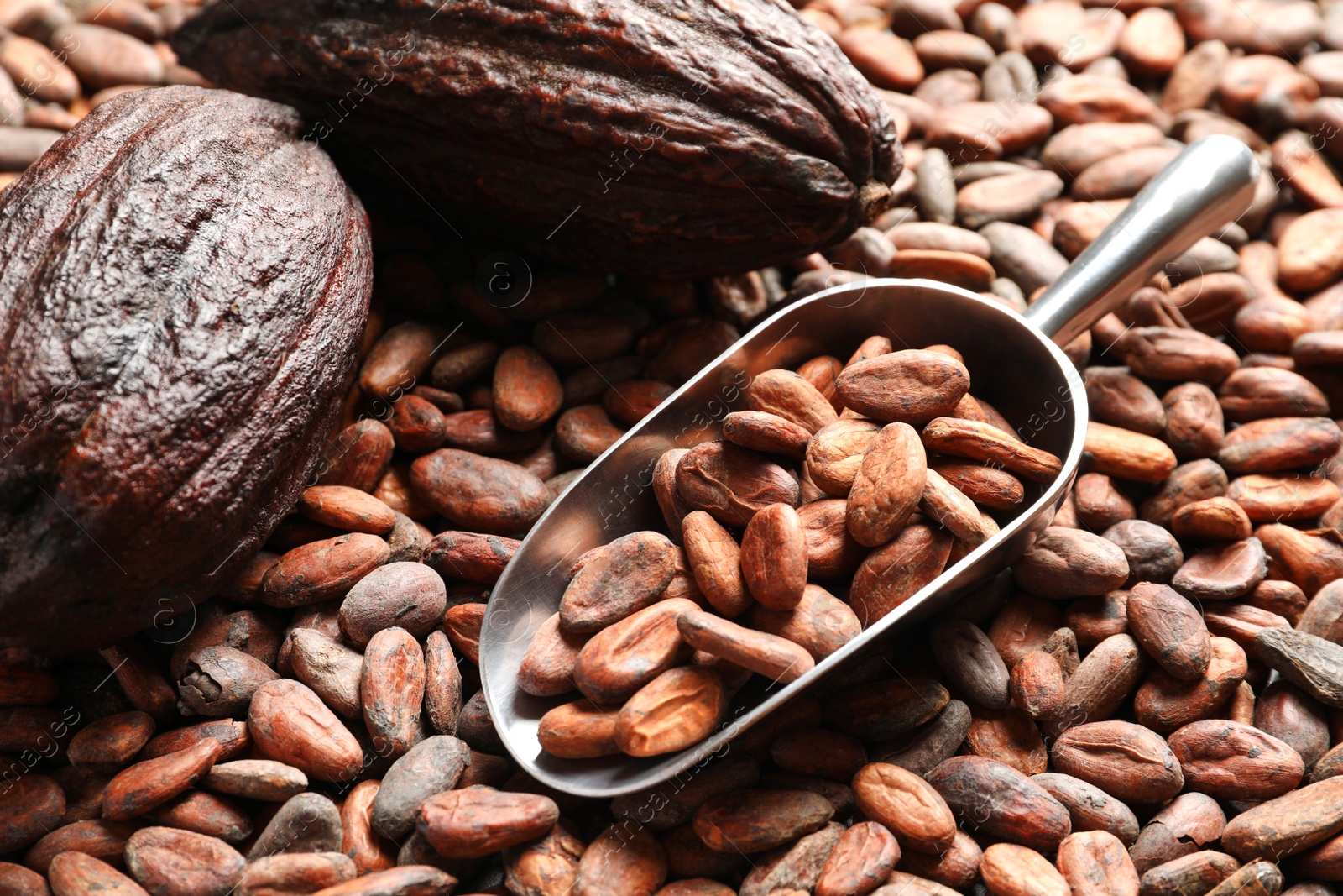 Photo of Whole cocoa pods and metal scoop on beans