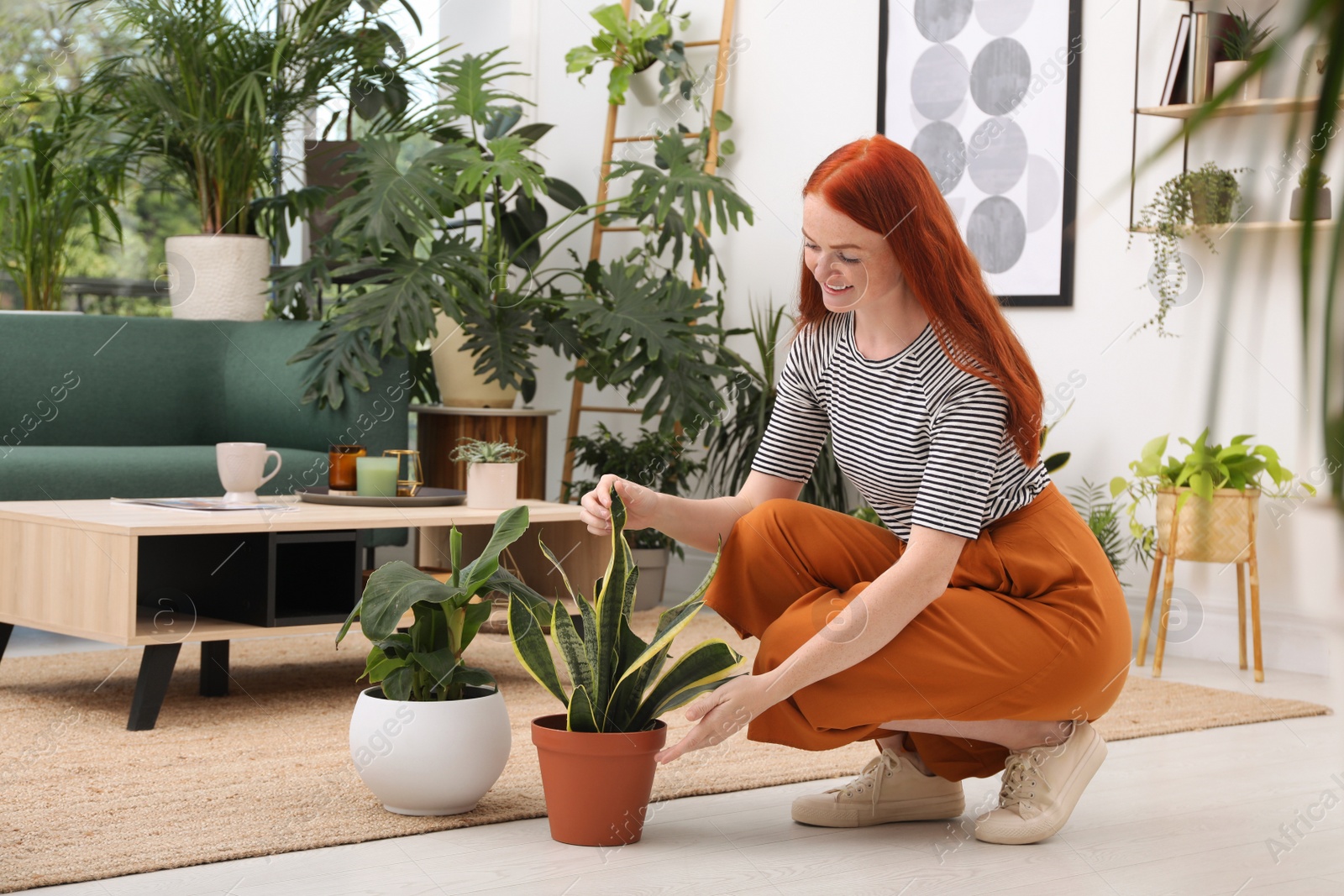 Photo of Beautiful woman taking care of houseplant in room