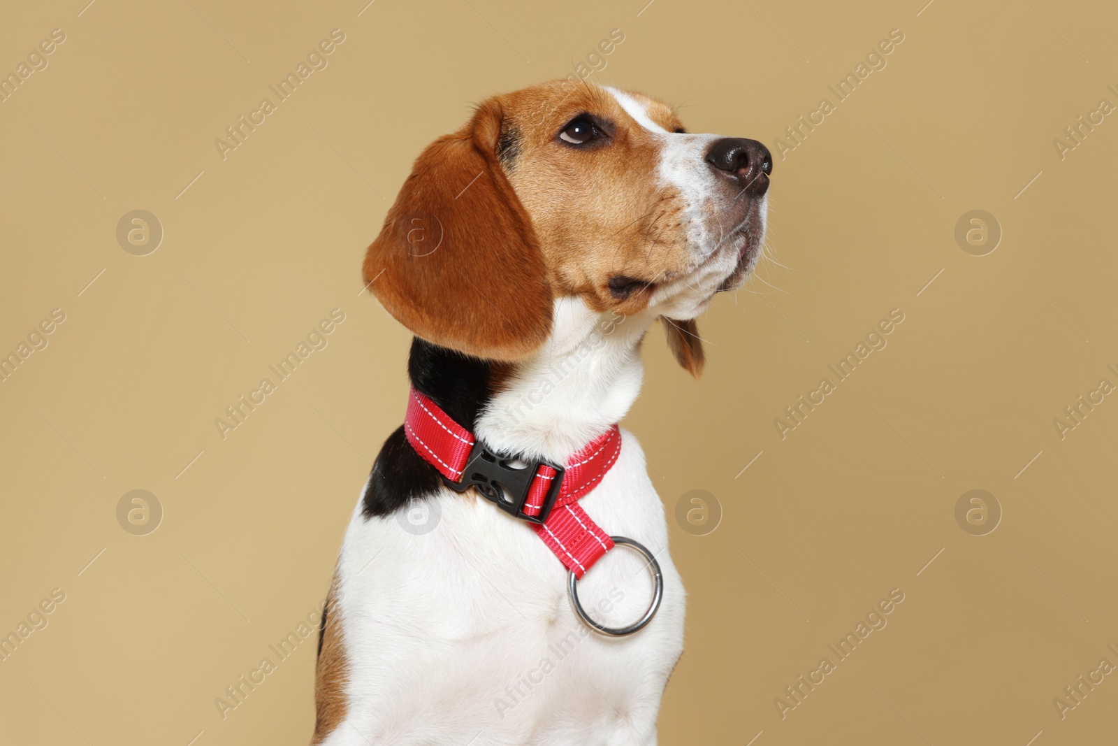 Photo of Adorable Beagle dog in stylish collar on beige background