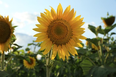 Photo of Beautiful blooming sunflower in field on summer day