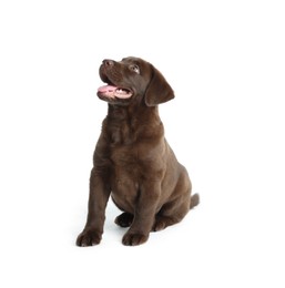 Photo of Cute chocolate Labrador Retriever puppy on white background