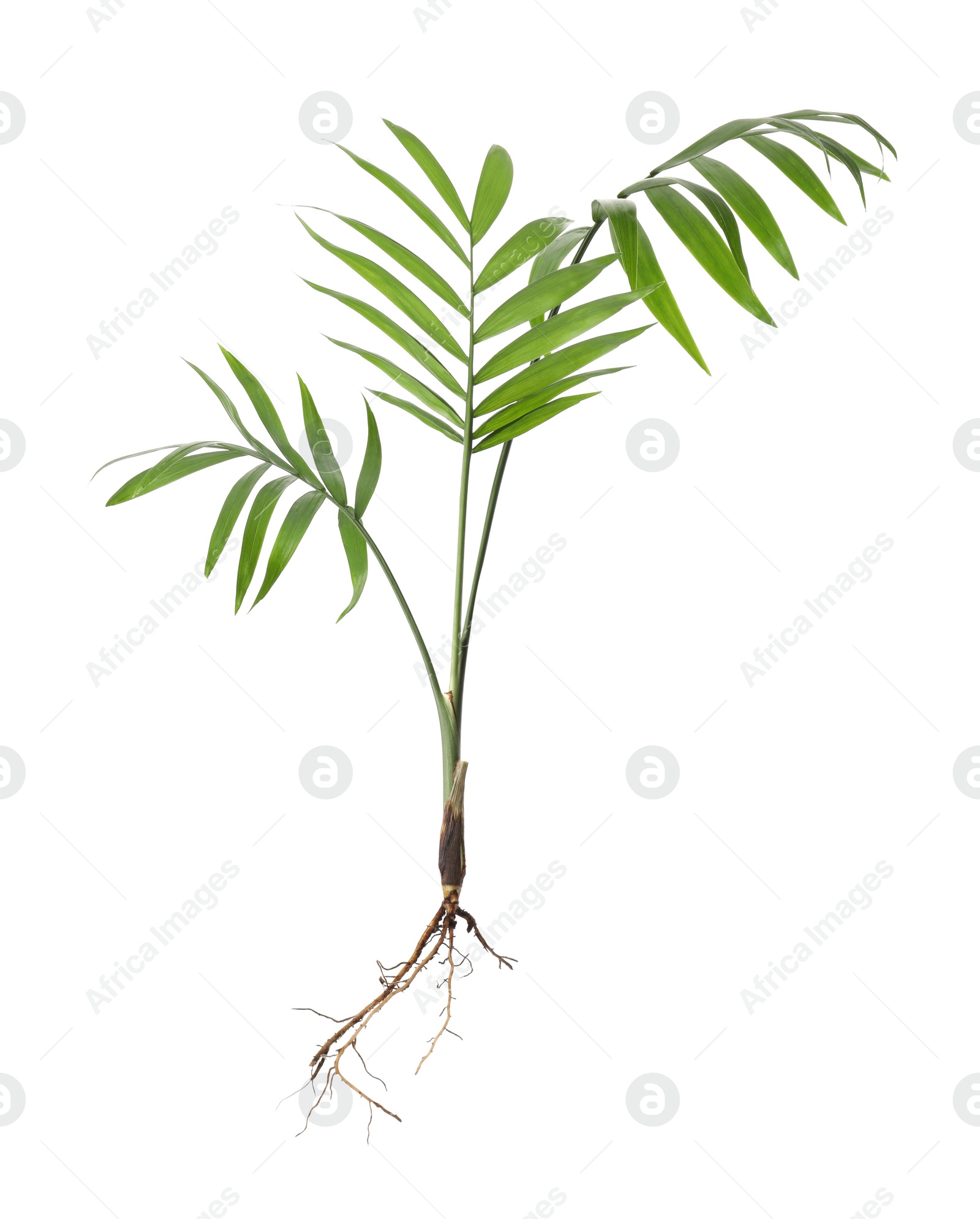 Photo of Houseplant seedling with leaves isolated on white