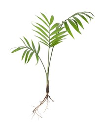 Photo of Houseplant seedling with leaves isolated on white