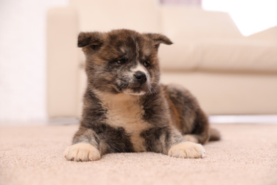Photo of Cute Akita inu puppy indoors. Friendly dog