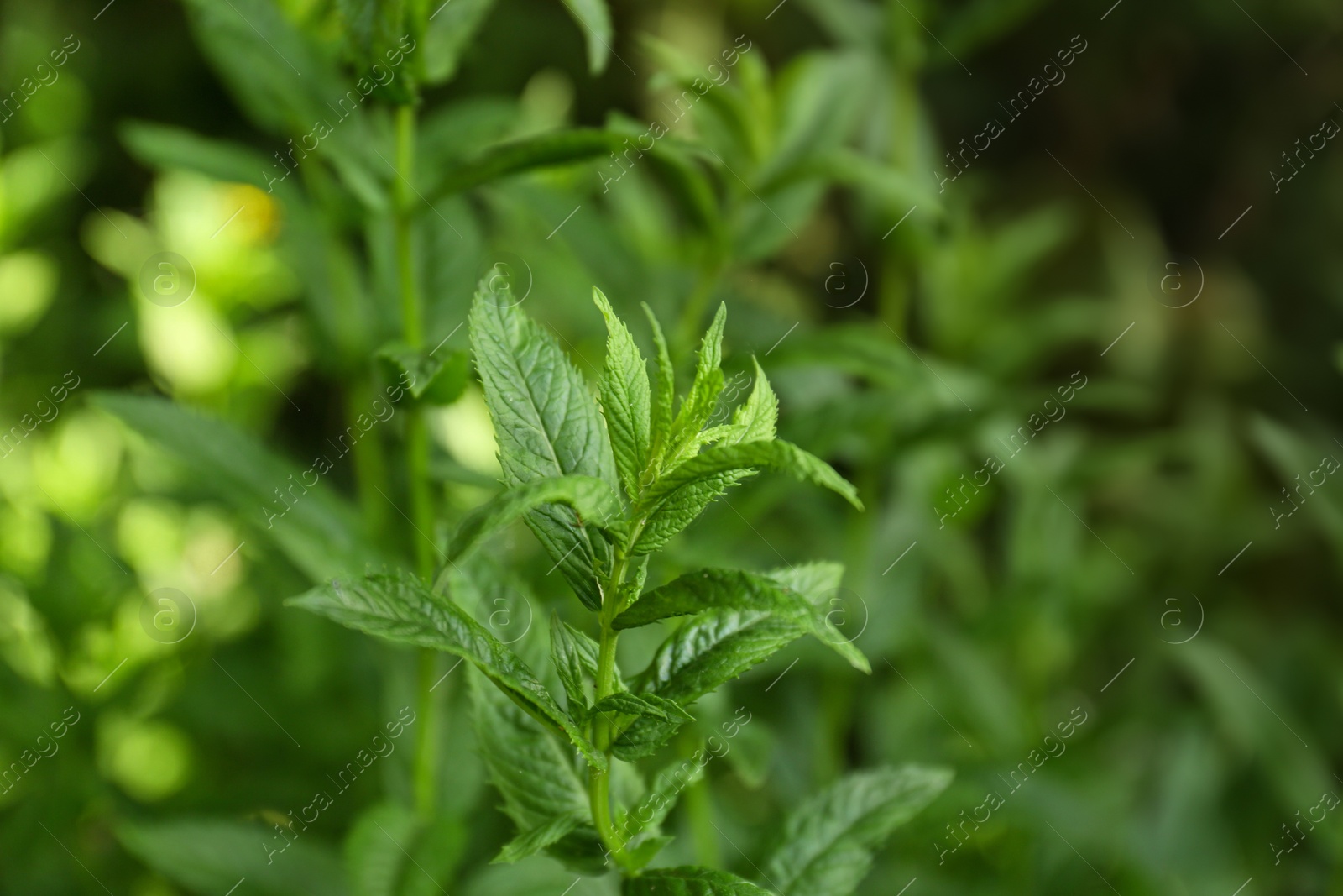 Photo of Beautiful mint with lush green leaves growing outdoors, closeup