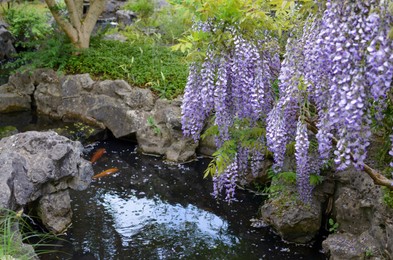 Photo of Beautiful Chinese wisteria growing near pond with koi carps in park