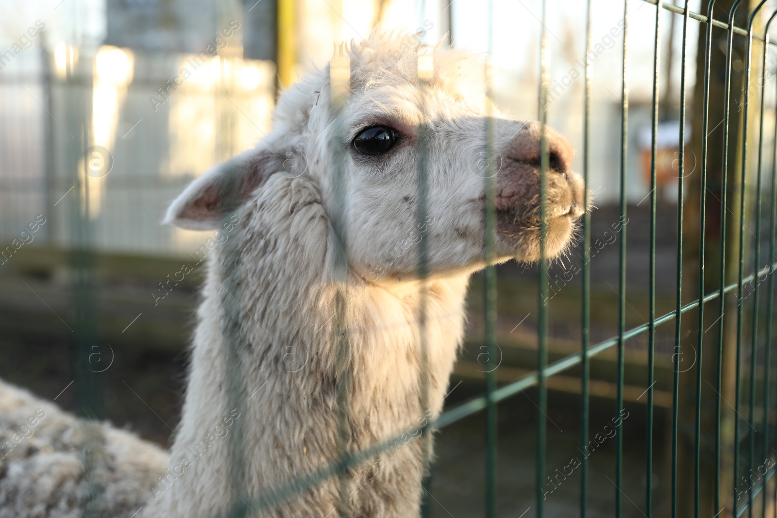 Photo of Beautiful Huacaya alpaca inside of paddock in zoo