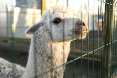 Photo of Beautiful Huacaya alpaca inside of paddock in zoo