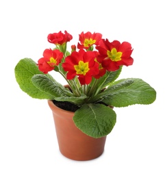 Photo of Beautiful potted primula flowers isolated on white